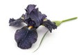 Beautiful dark purple iris flower isolated on white background Royalty Free Stock Photo