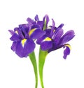 Beautiful dark purple iris flower isolated on white Royalty Free Stock Photo