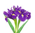 Beautiful dark purple iris flower isolated on white Royalty Free Stock Photo