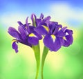 Beautiful dark purple iris flower over bright nature Royalty Free Stock Photo