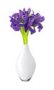 beautiful dark purple iris flowers bouquet isolated on white background Royalty Free Stock Photo