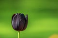 Beautiful dark purple tulip, black tulip on a blurred green background