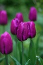 Beautiful dark purple tulips in the gloomy misty morning of a rainy day. Raindrops on fuchsia petals.