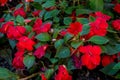 Beautiful dark red balsamins flowers in the garden