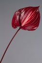 Beautiful dark red blossoming single Anthurium flower on gray background, close-up view Royalty Free Stock Photo