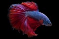 Beautiful dark red blue betta fish boasts a captivating combination of deep red and shimmering blue hues that catch the eye