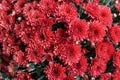 Beautiful dark red color of chrysanthemum flowers Royalty Free Stock Photo