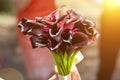 Beautiful dark red daylily blooming bouquet in the summer sun Royalty Free Stock Photo