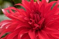 Beautiful Dark Red Dinnerplate Dahlia Royalty Free Stock Photo