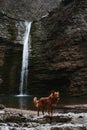 Travel with dog near mountain river. Beautiful dark red fluffy dog mongrel stands near waterfall and enjoys moment