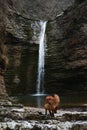 Travel with dog near mountain river. Beautiful dark red fluffy dog mongrel stands near waterfall and enjoys moment