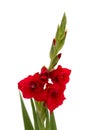 Beautiful dark red hybrid gladiolus Royalty Free Stock Photo
