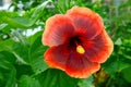 Hybrid dark red hibiscus flower in a tropical garden Royalty Free Stock Photo