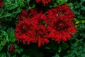 Beautiful dark red Korean Chrysanthemums Latin: Chrysanthemum koreanum close-up. Blooming autumn flowers