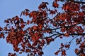 Beautiful dark-red last year autumn leaves of Crimson King Acer Platanoides Norway maple tree against blue sky Royalty Free Stock Photo