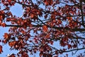 Beautiful dark-red last year autumn leaves of Crimson King Acer Platanoides Norway maple tree against blue sky Royalty Free Stock Photo