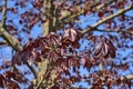 Beautiful dark-red last year autumn leaves of Crimson King Acer Platanoides Norway maple tree against blue sky Royalty Free Stock Photo