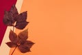 Beautiful dark red and maroon leaves on a peach pastel and red background. Autumn colors Royalty Free Stock Photo