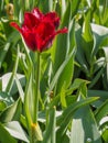 Beautiful dark red parrot tulip Royalty Free Stock Photo