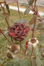 Beautiful dark red rose in the garden, selective focus, vintage color, dying plant in autumn, sad fall mood. Roses