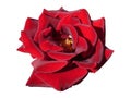 Dark red rose isolated on white background close-up Royalty Free Stock Photo