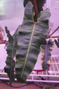 Beautiful dark and rippled shape leaf of Philodendron Billietiae Dark Form