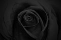 Beautiful dark rose with water dew drops