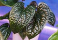 Beautiful dark and shiny leaves of Anthurium Radicans X Luxurians