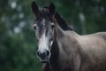 Beautiful dark sorrel horse isolated on black backgroundportrait of young grey trakehner horse in summer rain Royalty Free Stock Photo