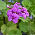 Beautiful dark violet-colored geranium flowers natural bouquet closeup Royalty Free Stock Photo