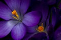 Beautiful dark violet crocus blossoms from above Royalty Free Stock Photo