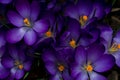 Beautiful dark violet crocus blossoms from above Royalty Free Stock Photo