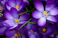 Beautiful dark violet crocus blossoms from above Royalty Free Stock Photo