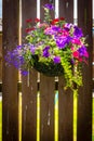 Beautiful, dark violet petunia in the hanging basket