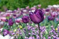 Beautiful dark violet Tulipa Negrita Tulip flower in field of spring flowers on blurry background Royalty Free Stock Photo
