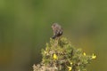 A beautiful Dartford Warbler, Sylvia undata, perching on a Gorse bush in springtime. Royalty Free Stock Photo