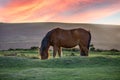 Dartmoor Pony Royalty Free Stock Photo