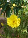 Beautiful Das pethiya yellow Flower in Sri lanka Royalty Free Stock Photo