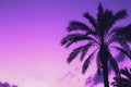 Beautiful date palm tree next to colorful sunset sky. Nature background Royalty Free Stock Photo