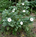 Beautiful Datura Plant with White Flowers.