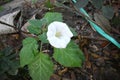 Beautiful Datura stramonium plant with Flower.