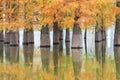 Beautiful dawn redwood forest in lake