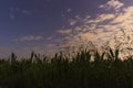 Beautiful dawn sky with stars White clouds, and cornfield Royalty Free Stock Photo