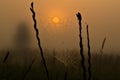 Beautiful dawn and a spider with a web in the fog.