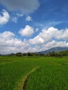 A beautiful day and the green trees