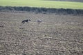 Beautiful day of hunting with dogs running behind the hare trying to pick it up