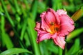 Beautiful Day Lily Flower Background Royalty Free Stock Photo