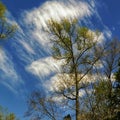 Wispy clouds behind a tall tree