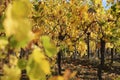 Life, sky, autumn, vineyards, grape harvest