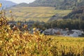 Life, sky, autumn, vineyards, grape harvest